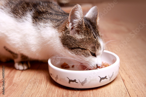 eating cat