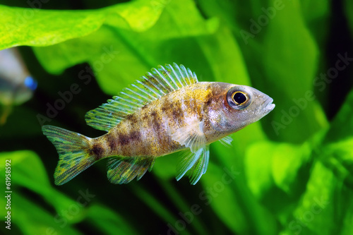 Young spotted Cichlid
