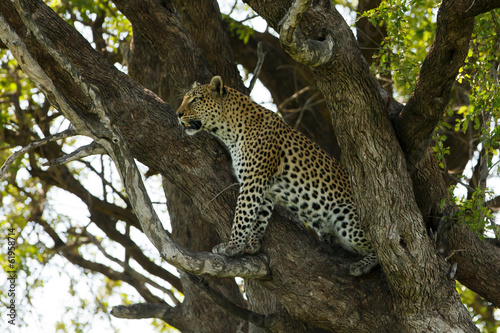 Leopard sitzt im Baum © Nadine Haase