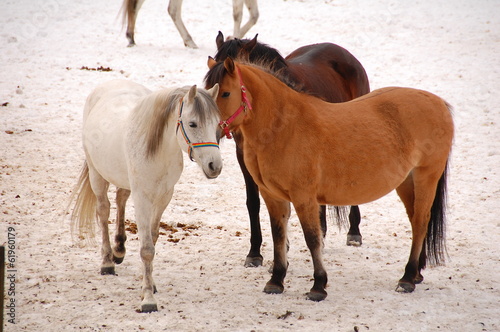 Foto Horses