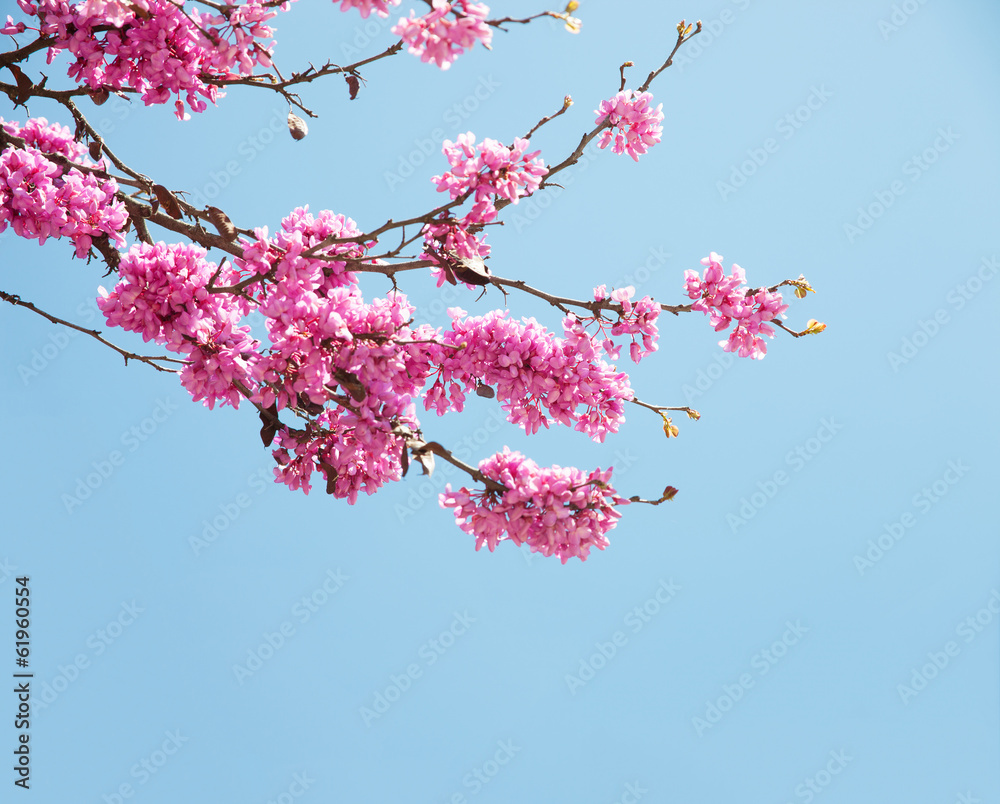 Spring flowers (Cercis siliquastrum) against blue sky. Spring flowers (Cercis siliquastrum) against blue sky.