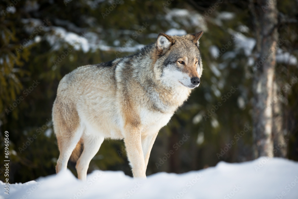 Wolf in sunset