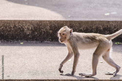 young monkey sitting on the floor at thailand