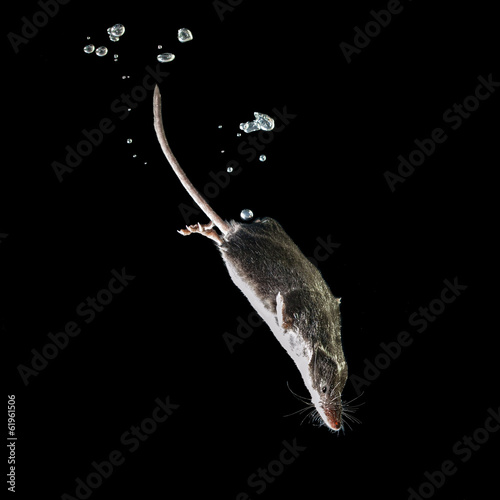 Foraging Water Shrew, a Rare Aquatic Mammal isolated on black photo