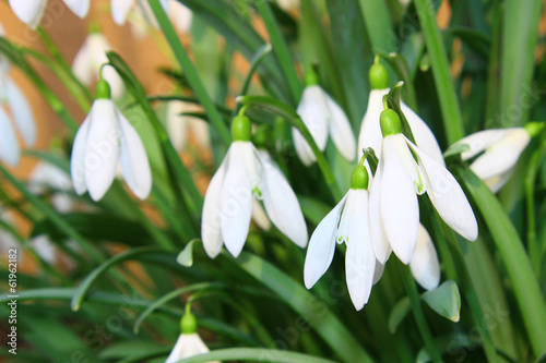 Spring snowdrop flowers