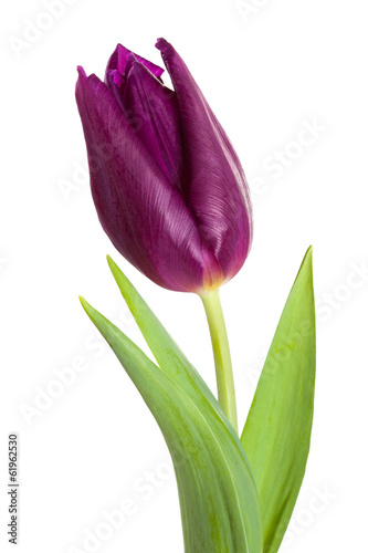 Fototapeta Naklejka Na Ścianę i Meble -  tulip flower close-up