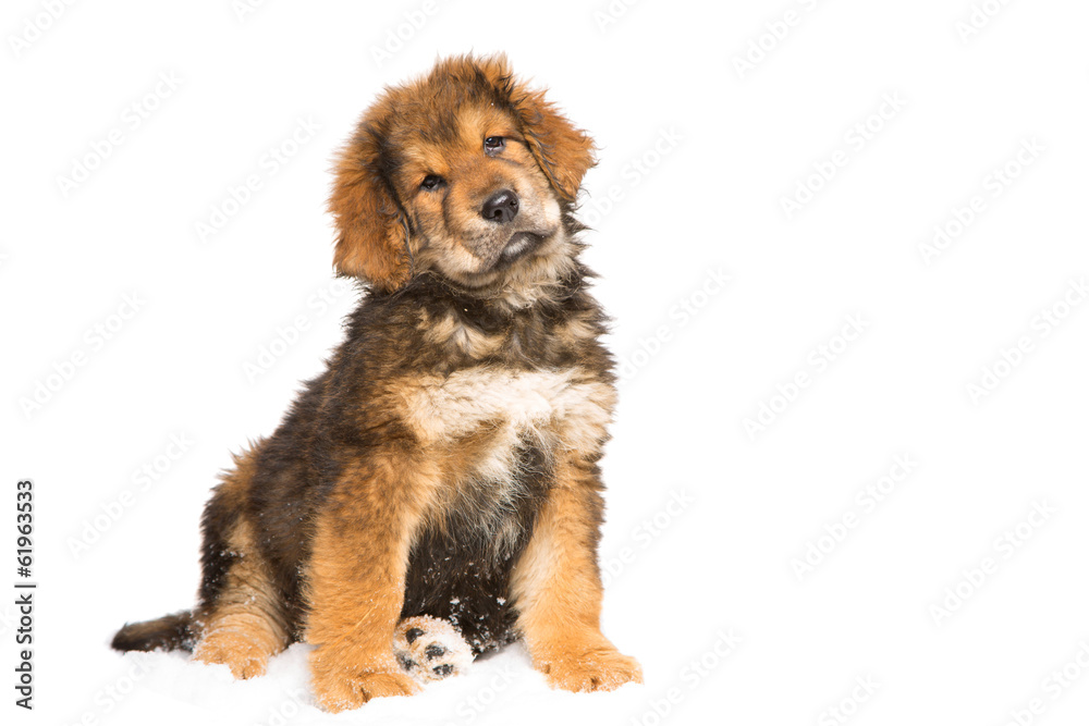 little security guard - red puppy of Tibetan mastiff little security guard - red puppy of Tibetan mastiff