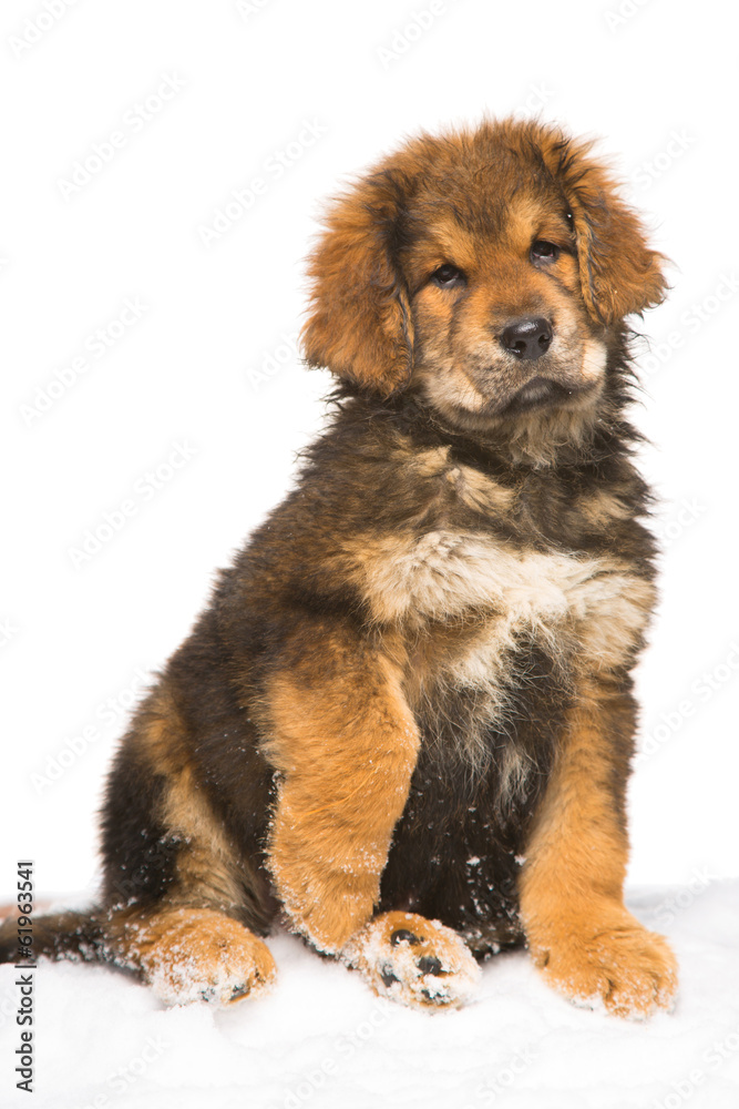 little security guard -  red puppy of Tibetan mastiff