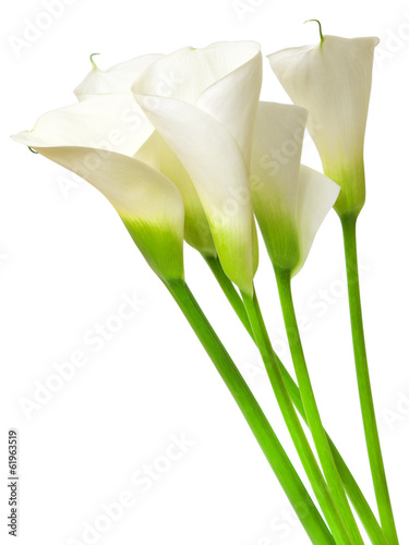 calla lily flower