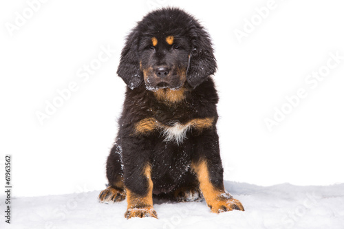 black and red puppy of Tibetan mastiff photo