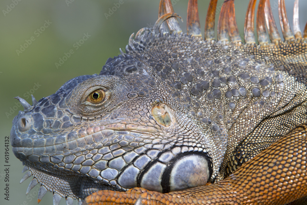 Fototapeta premium Portrait of a wild iguana lizard
