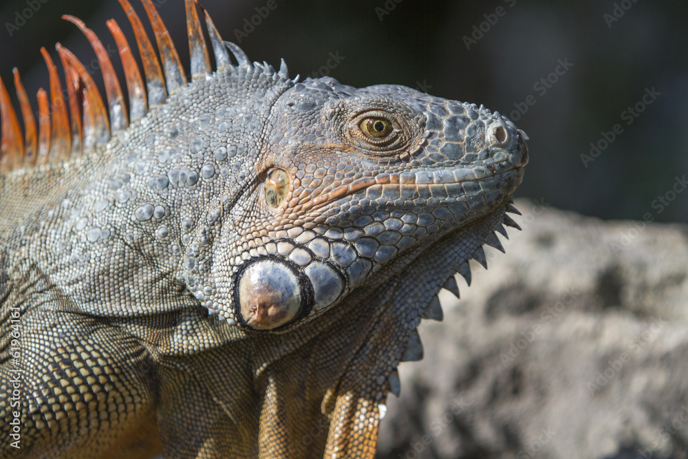 portrait of a wild iguana lizard portrait of a wild iguana lizard