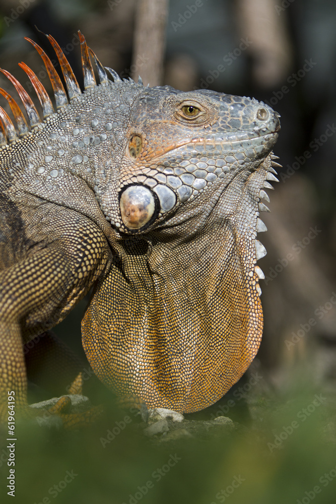 Fototapeta premium portrait of a wild iguana lizard