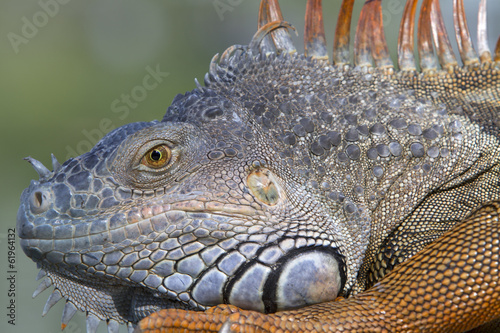 Portrait of a wild iguana lizard