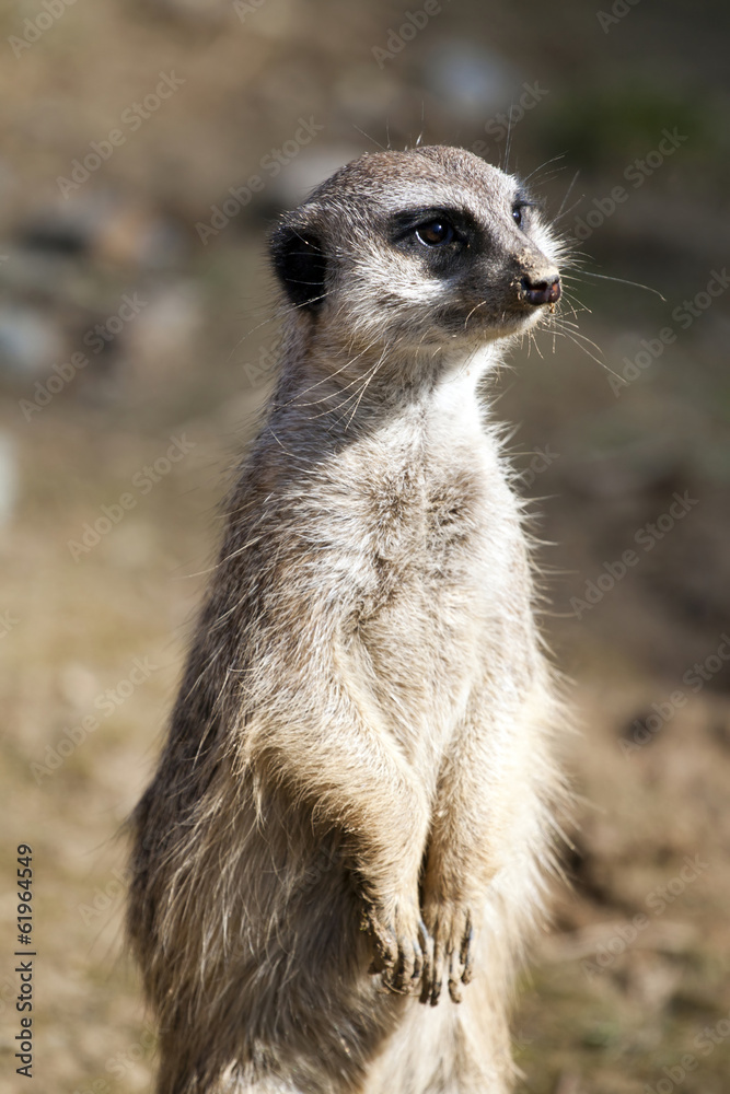 Fototapeta premium Meerkat (Suricata suricatta)