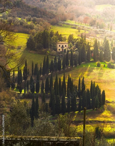 villa e viale alberato, toscana