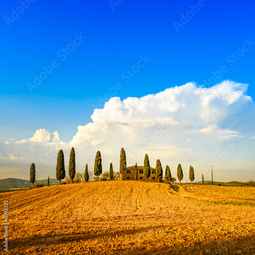 Tuscany  farmland  cypress trees and white road. Siena  Val d Or