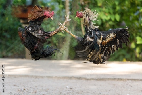 Tableau sur toile Fighting cocks in a vicious attack