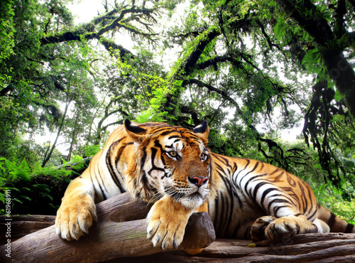 Fototapeta Tygrys patrzeje coś na skale w tropikalnym wiecznozielonym lesie