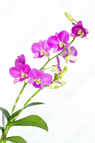 Orchids on white background