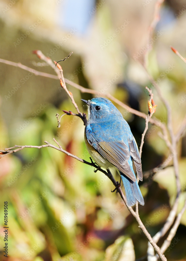 Naklejka premium 止まり木のルリビタキ