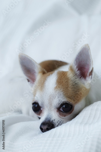 chihuahua on the white bed
