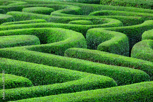 Green plant maze photo