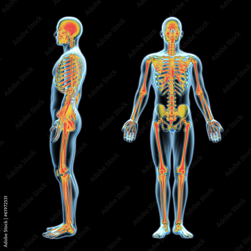 3d x-ray human anatomy model with skeleton inside side and front view 3d x-ray human anatomy model with skeleton inside side and front view
