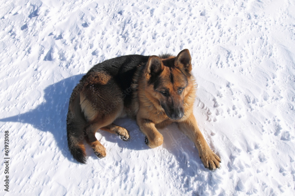 Perro Pastor Alemán tumbado sobre la nieve. Perro Pastor Alemán tumbado sobre la nieve.