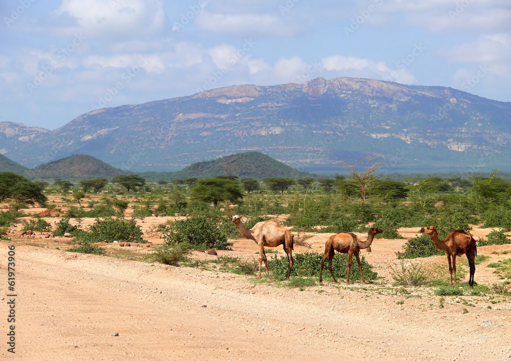 Naklejka premium Wielbłądy w Kenii, w Afryce. Krajobraz górski. Rośliny i drzewa ar