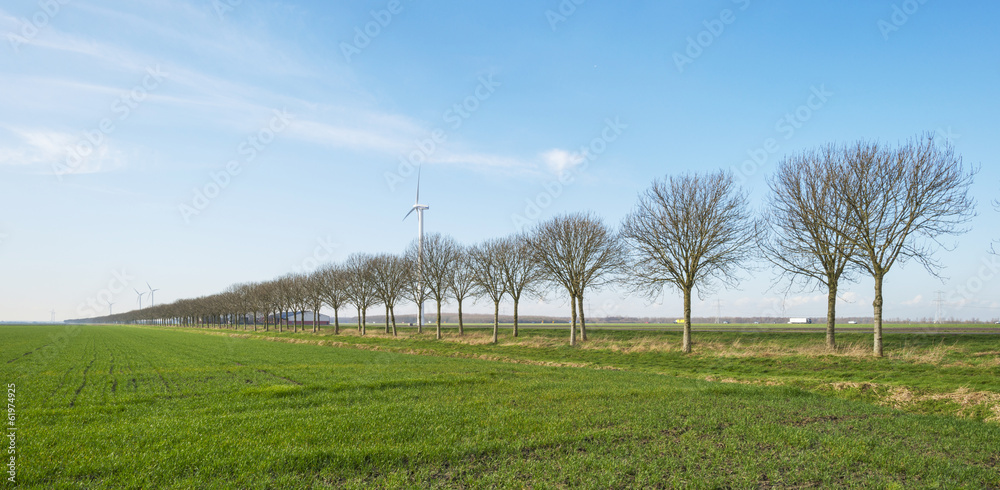 Trees along farmland in winter