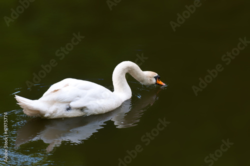 Fototapeta Naklejka Na Ścianę i Meble -  Mute Swan on water