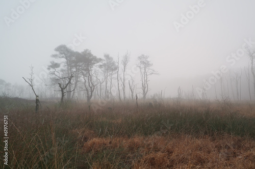 trees on marsh in dense fog