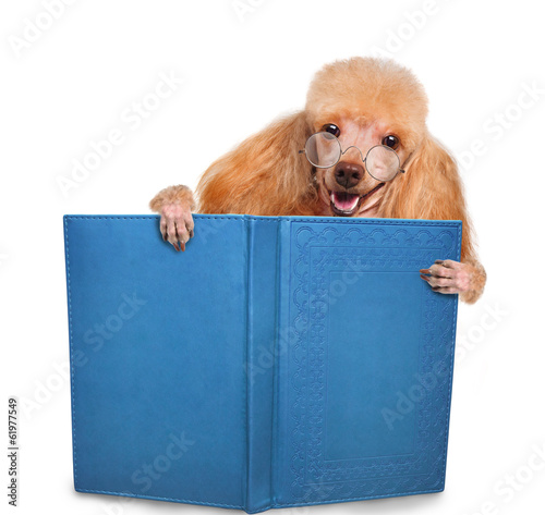 dog reading a book