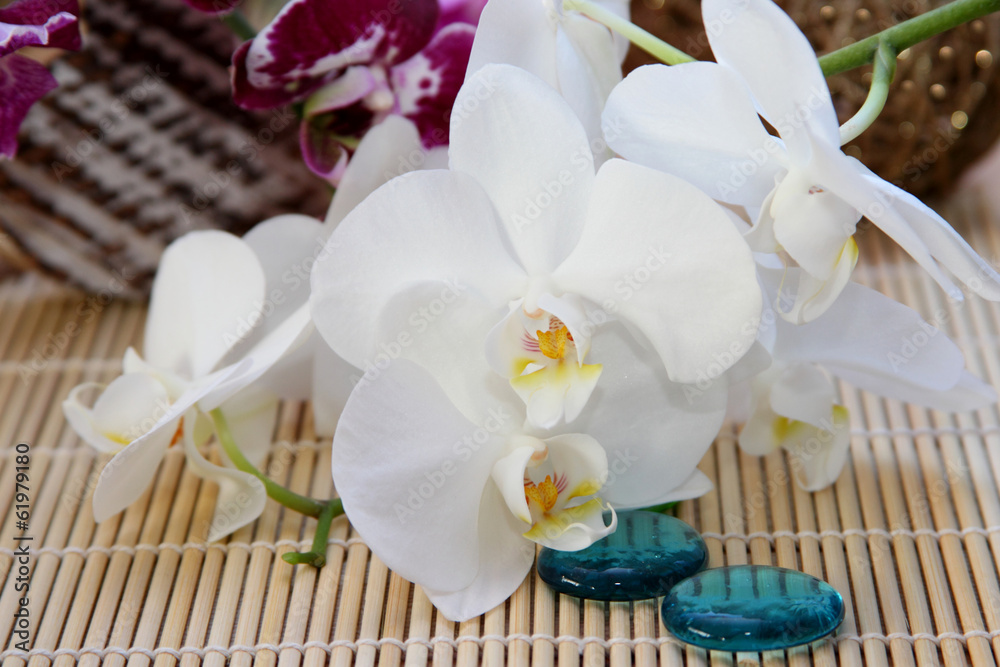 Orchideenzweig Orchideenzweig