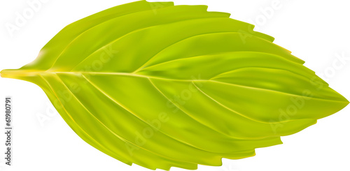 single green mint leaf illustration