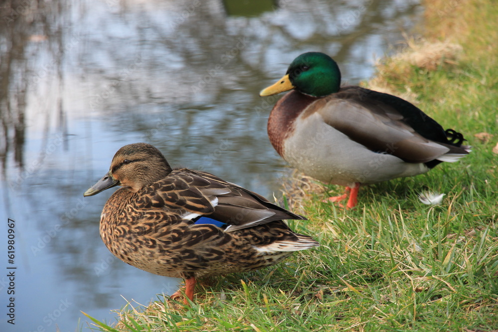 Canards au bord d'un étang Canards au bord d'un étang