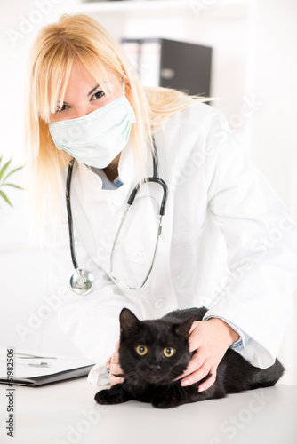 The veterinarian is examining the black cat.
