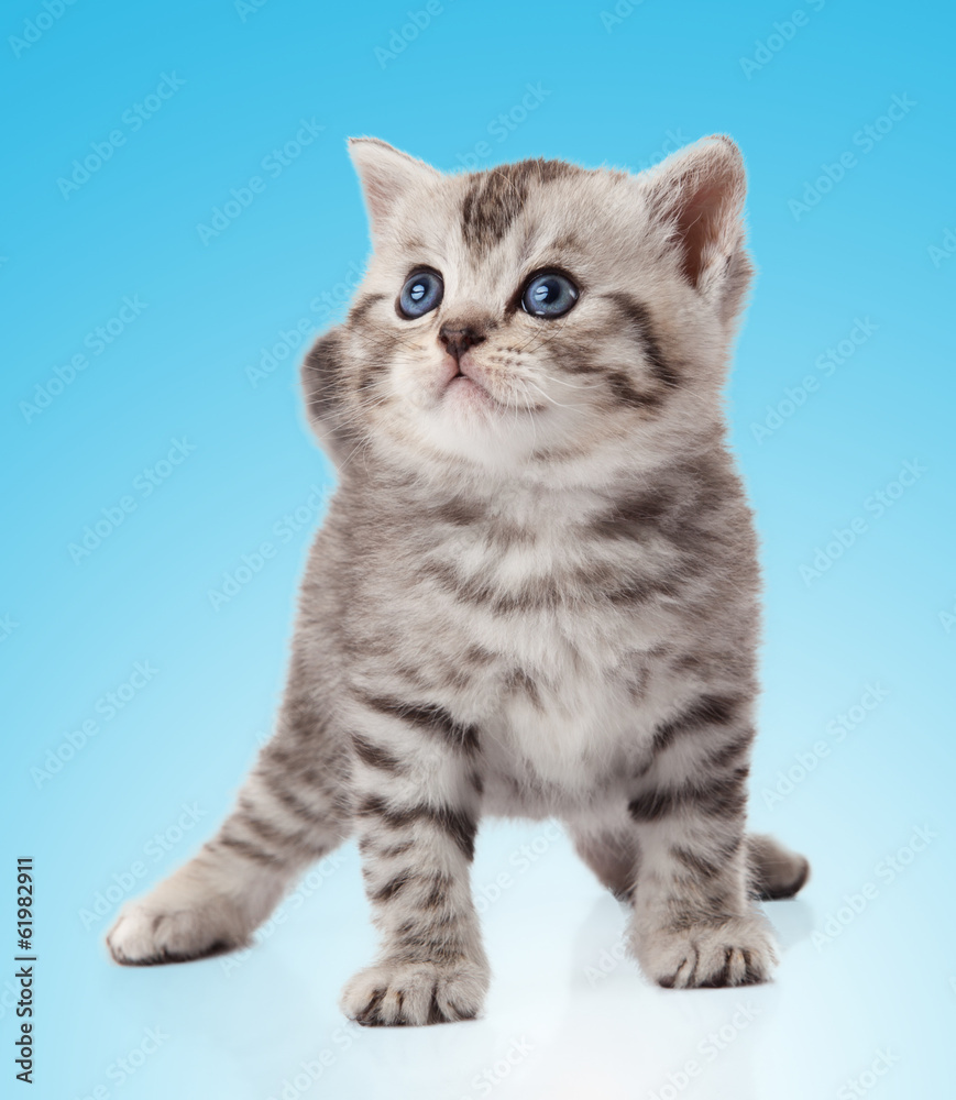 Obraz premium kitten on a blue background