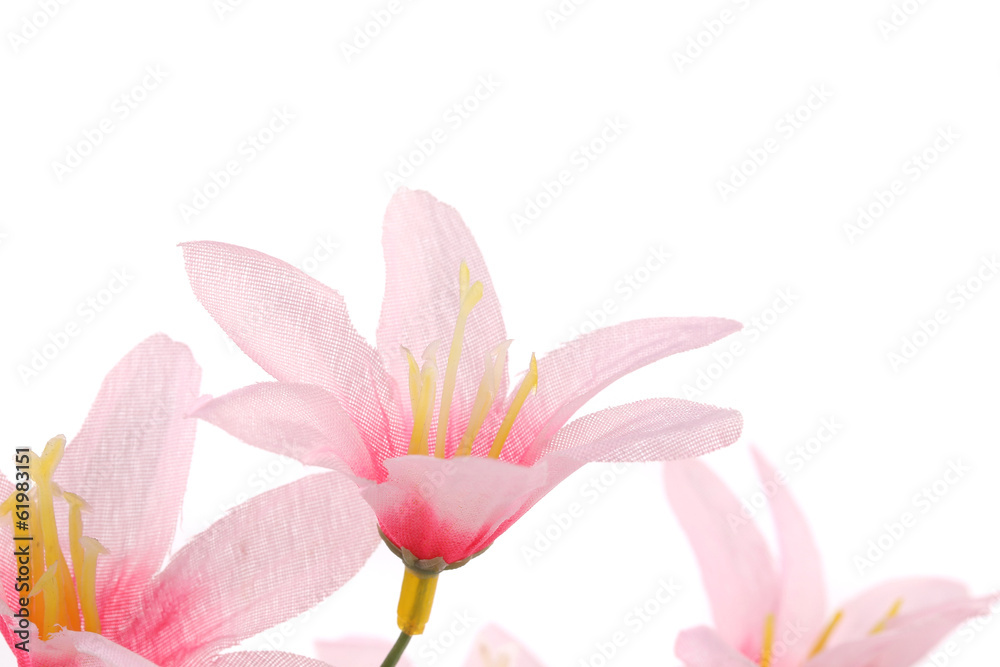 Close up of pink flowers.