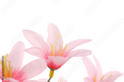 Close up of pink flowers.