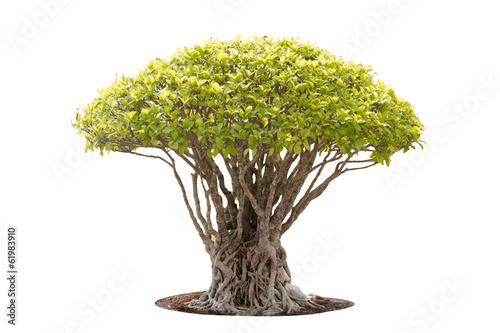 Bonsai tree