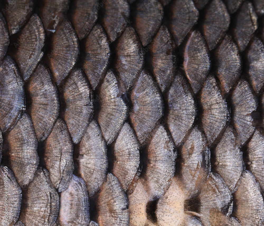 Obraz premium Texture of fish scales close up.