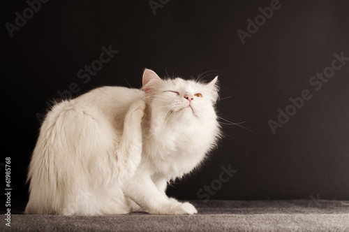 Cat scratching itself
