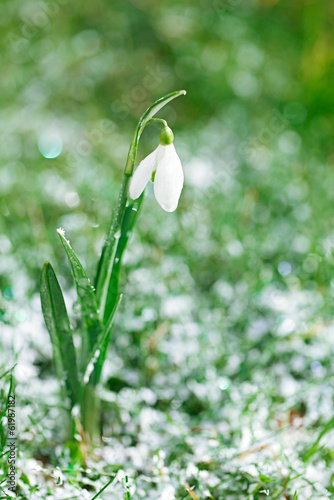 sparkly snowdrop flower, very soft tiny focus, perfect for gift
