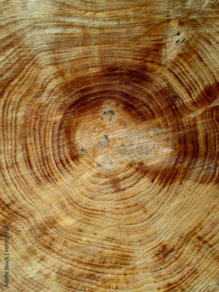 Naklejka premium Annual rings