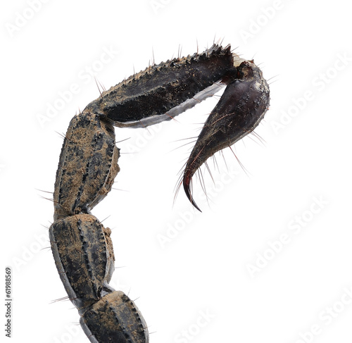 Close up of scorpion tail isolated on white background