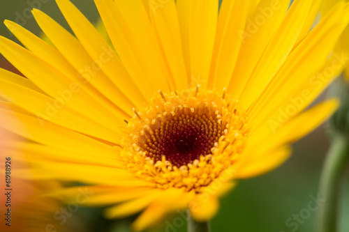 Yellow Chrysanthemum Close Up