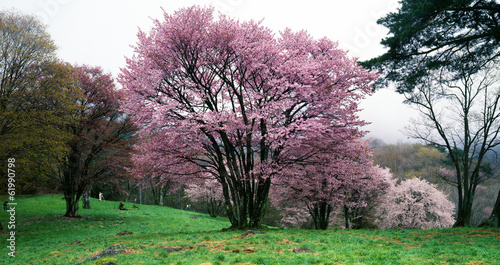 高原の桜