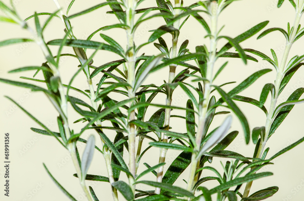 rosemary rosemary